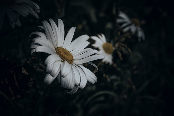 Midnight Daisies