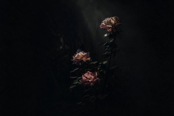 Roses in the Dark