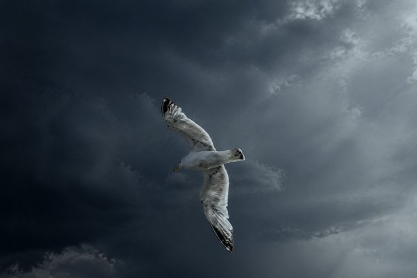 Gull Before the Storm